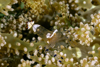 Ancylocaris brevicarpalis (Peacock-Tail Anemone Shrimp)