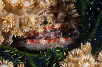 Laevichlamys cuneata (Wedge-Shaped Scallop)