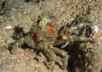 Tiarinia sp.1 (Red-Eyed Decorator Crab)