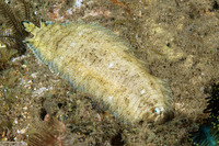 Soleichthys heterorhinos (Black-Tip Sole)