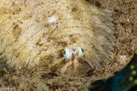 Soleichthys heterorhinos (Black-Tip Sole)