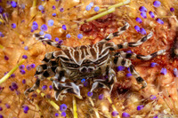Zebrida adamsii (Zebra Urchin Crab)