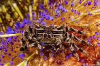 Zebrida adamsii (Zebra Urchin Crab)