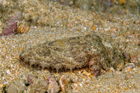 Sepia latimanus (Broadclub Cuttlefish)