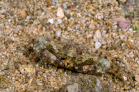 Laleonectes nipponensis (Nippon Swimming Crab)