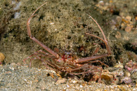 Lupocyclus sp.1 (Scissor Swimming Crab)