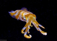 Sepioteuthis lessoniana (Bigfin Reef Squid)