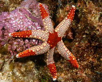 Fromia monilis (Peppermint Sea Star)