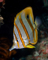 Chelmon rostratus (Copperband Butterflyfish)