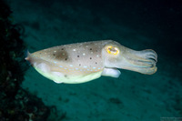 Sepia latimanus (Broadclub Cuttlefish)