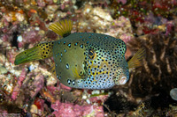 Ostracion cubicum (Yellow Boxfish)