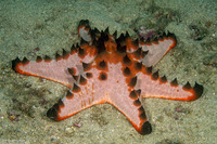 Protoreaster nodosus (Chocolate Chip Sea Star)