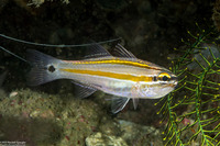 Ostorhinchus cavitensis (Whiteline Cardinalfish)