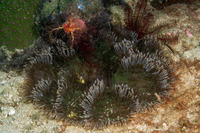 Heteractis aurora (Beaded Sea Anemone)