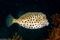Rhynchostracion nasus (Shortnose Boxfish)