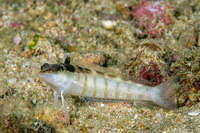 Parapercis lineopunctata (Nosestripe Sandperch)