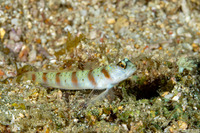 Amblyeleotris rubrimarginata (Redmargin Shrimpgoby)