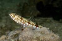 Synodus binotatus (Twospot Lizardfish)