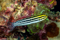 Meiacanthus grammistes (Striped Fangblenny)