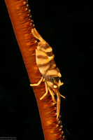 Dasycaris zanzibarica (Zanzibar Wire Coral Shrimp)
