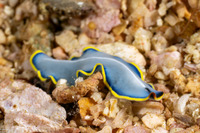 Cycloporus venetus (Marine Blue Flatworm)