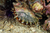 Pinctada margaritifera (Pacific Pearl Oyster)