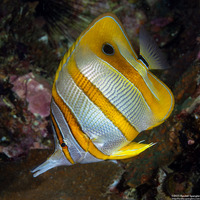 Chelmon rostratus (Copperband Butterflyfish)