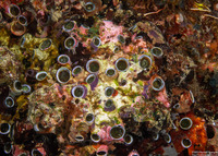 Ceraesignum maximum (Great Coral Worm Shell)