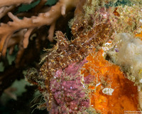 Abdopus aculeatus (Algae Octopus)