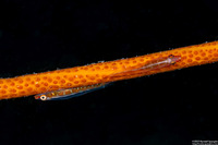 Bryaninops amplus (Large Whip Goby)