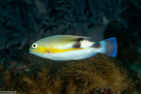 Choerodon zosterophorus (Blacksaddle Tuskfish)