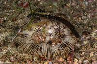 Pseudoboletia maculata (Spotted Sea Urchin)