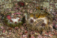 Pseudoboletia maculata (Spotted Sea Urchin)