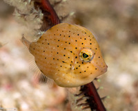 Brachaluteres taylori (Puffer Filefish)