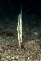 Centriscus scutatus (Rigid Shrimpfish)