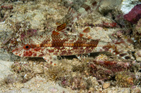Upeneus tragula (Freckled Goatfish)