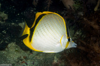 Chaetodon selene (Yellow-Dotted Butterflyfish)