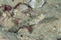 Ctenogobiops pomastictus (Gold-Speckled Shrimpgoby)