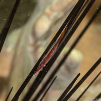 Tuleariocaris zanzibarica (Zanzibar Urchin Shrimp)