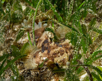 Halophryne diemensis (Banded Toadfish)