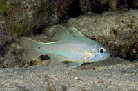 Ostorhinchus chrysopomus (Spotgill Cardinalfish)