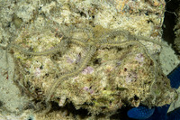 Ophiomastix pictum (Painted Brittle Star)