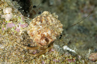 Pagurixus rubrovittatus (Tiny Hermit Crab)