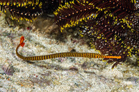 Dunckerocampus pessuliferus (Yellowbanded Pipefish)