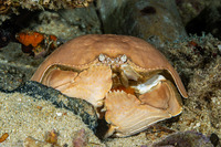 Calappa calappa (Giant Box Crab)