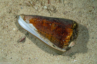 Conus litteratus (Lettered Cone)