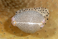 Calpurnus verrucosus (Umbilical Egg Shell)