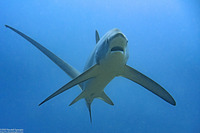 Alopias pelagicus (Pelagic Thresher Shark)