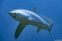 Alopias pelagicus (Pelagic Thresher Shark)
