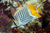 Chaetodon xanthurus (Crosshatch Butterflyfish)